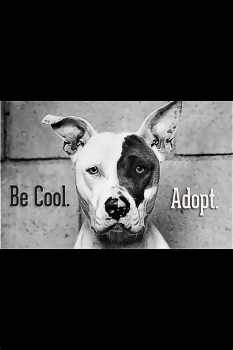 Visit us online or at our shelter to view adoptable dogs & cats. Pin by Alana Kirk Studebaker on Rescue/Adoption | No kill ...