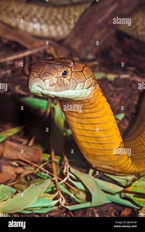 Female King Cobra Stock Photo Alamy