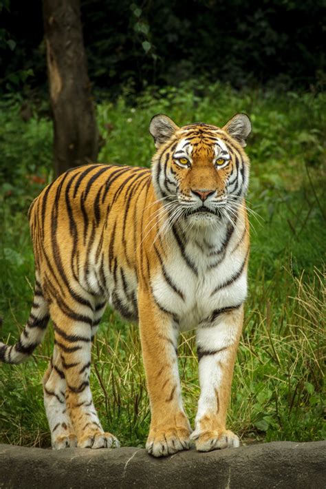 Bengal Tiger Half Soak Body on Water during Daytime · Free Stock Photo