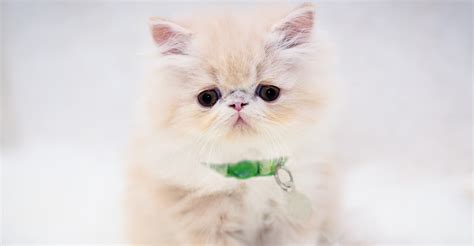What Are The Cutest Cat Breeds Petfinder