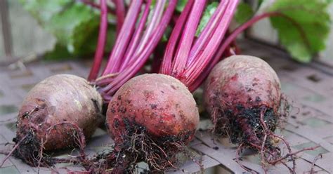 Khasiat ubi talas memang sangat berpengaruh bagi dunia kesehatan dan kecantikan. Manfaat dan Khasiat Buah Bit untuk Kesehatan - Devisologi