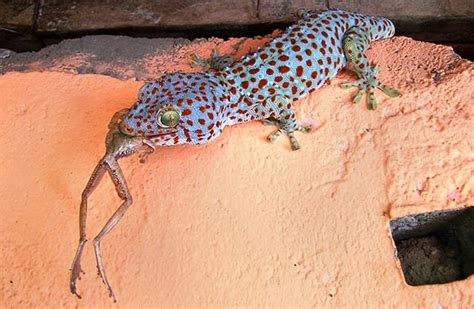 Tokay Gecko Care