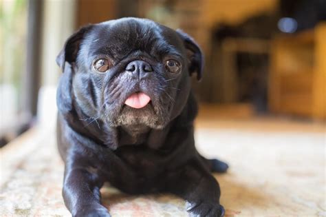 Black Pug The Complete Care Guide Perfect Dog Breeds