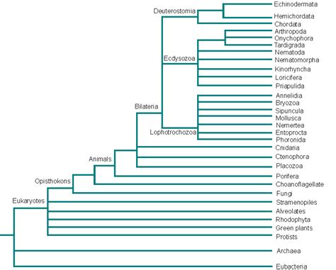 Phylogenetic Tree Animals