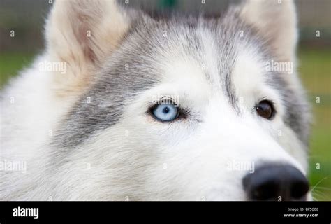 Siberian Husky High Resolution Stock Photography And Images Alamy