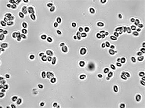 Bacillus Under Microscope 100x Micropedia