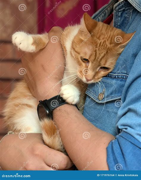 Red Cat Clinging To The Owner Stock Photo Image Of Comfort Kitten