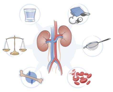 How Do My Kidneys Work Fresenius Medical Care