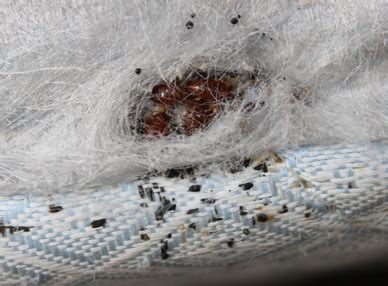 Bed bugs are a nuisance and more people are discovering the sad fact that a bed bug infestation has nothing to do with hygiene. Do Bed Bugs Bite Dogs 🐶 & Cats? Can Pets Carry Bed Bugs ...