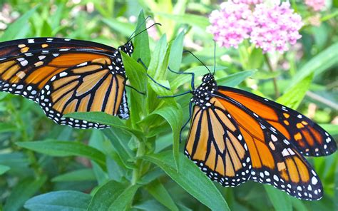 Male And Female Monarch Butterflies On A Flower Desktop Wallpaper Hd