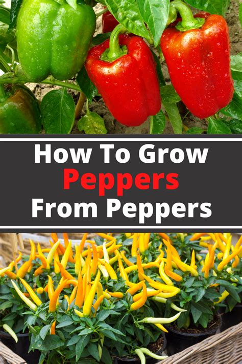 Quick Start Guide To Growing Peppers In Your Garden Artofit