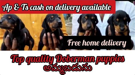 Doberman Puppies Fa Salesold Outhyderabaddog Market In Hyderabad