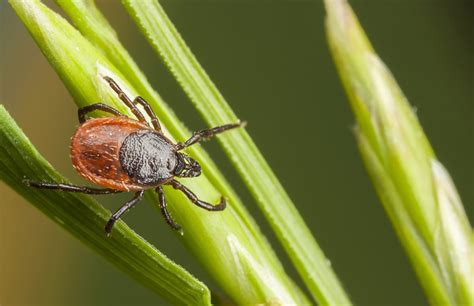 Ticks And Lyme Disease What You Need To Know News And Events Mt