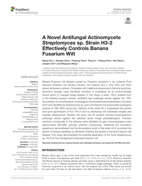 Pdf A Novel Antifungal Actinomycete Streptomyces Sp Strain H3 2 Effectively Controls Banana