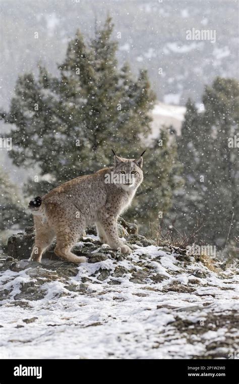 Wrangeli Siberian Lynx Siberian Lynx Eurasian Lynxes Felis Lynx