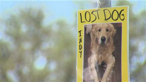 Do Most Lost Dogs Get Found