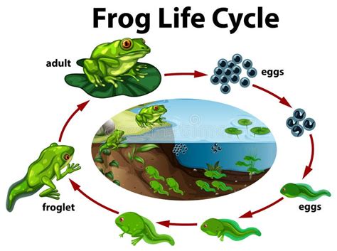 A Frog Life Cycle Stock Vector Illustration Of Growing 121992249