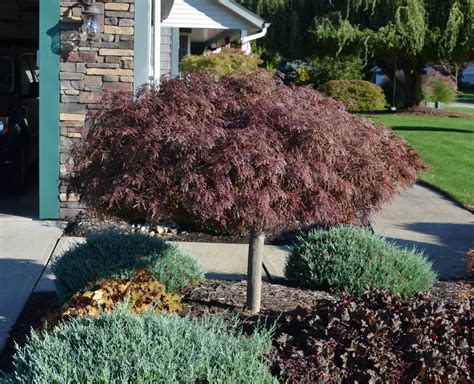 How To Grow And Trim Japanese Maples Mikes Backyard