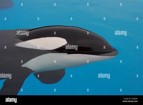 Captive Killer Whale Hi Res Stock Photography And Images Alamy