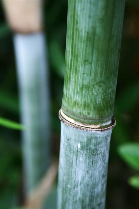 Tropical Blue Bamboo Bambusa Chungii · Bamboo Plants Online