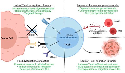 Cells Free Full Text Adoptive T Cell Therapy For Solid Tumors