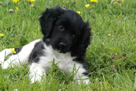Stabyhoun Puppy In The Grass Beautiful Dog Breeds Cute Cats And Dogs