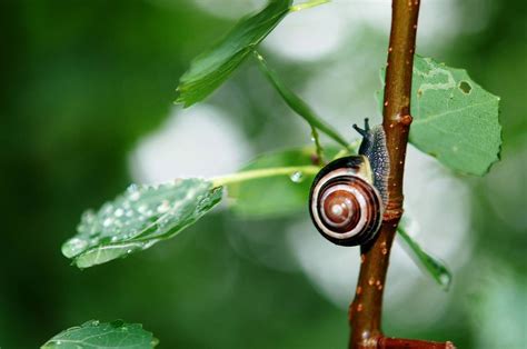 Die gründe dafür sind so vielseitig wie die schädlingsarten selbst, so gehören nicht nur die bekannten blattläuse und. Nützlinge und Schädlinge im Garten