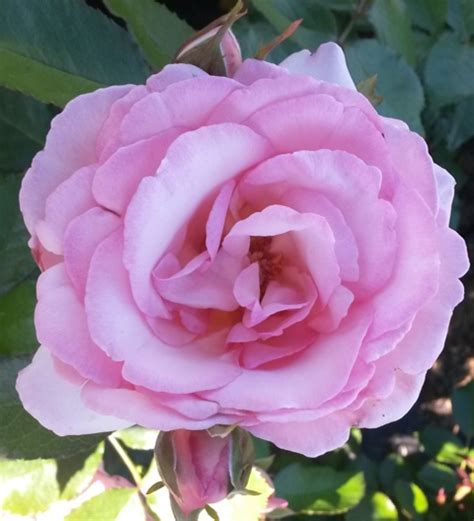 Rose Eden Climber ‘meiviolin Riggins Nursery Llc