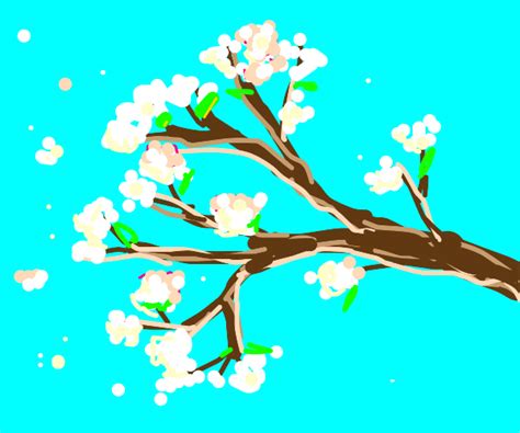 White Cherry Blossom Branch Drawception