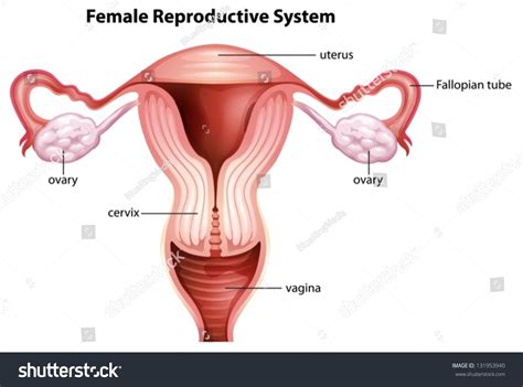 Female Genitals Anatomy Images Stock Photos Vectors Shutterstock