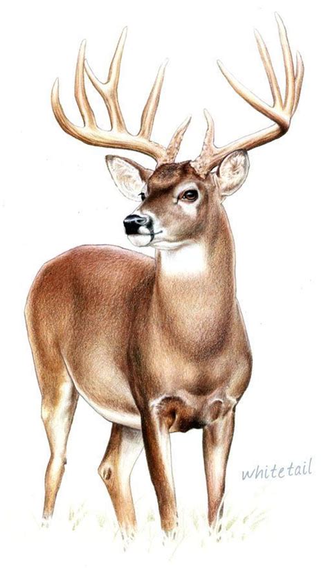 Whitetail Deer Artwork Deer Painting Deer Art
