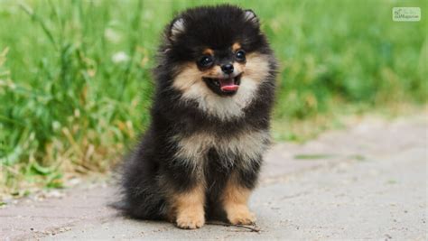 Black Pomeranian Everything You Need To Know In 2023