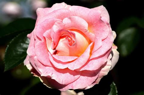 Varieties Of Floribunda Roses For Your Garden Au