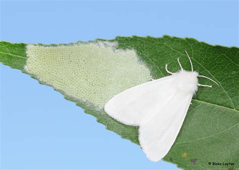 Insecticide resistance in a vector population is initially detected and characterized by using some sort of bioassay to determine whether a particular insecticide is able to control a vector at a given time. Volck Oil Spray Label - Ythoreccio