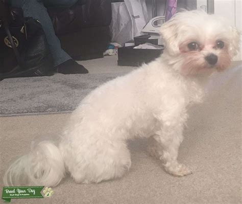 3rd Generation Pedigree White Maltese Terrier Bitch Requires A Stunning
