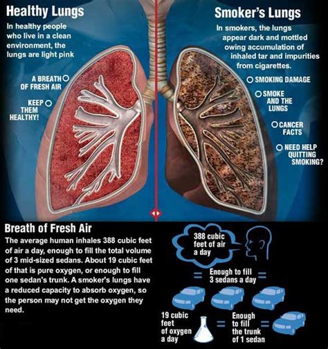 Read Smokers Beware Read How Smoking Affects Your Lungs And Gives You