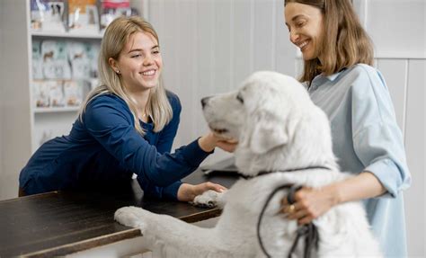 10 Ways To Enhance The Veterinary Client Experience Vetsource