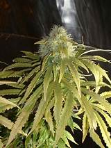 When To Harvest Marijuana Buds Photos
