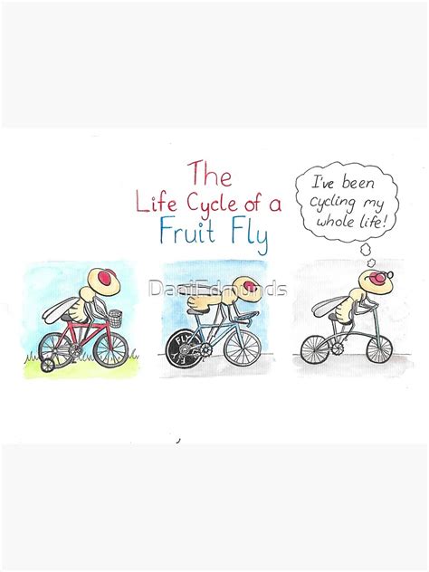 The Life Cycle Of A Fruit Fly Poster For Sale By DaniEdmunds Redbubble