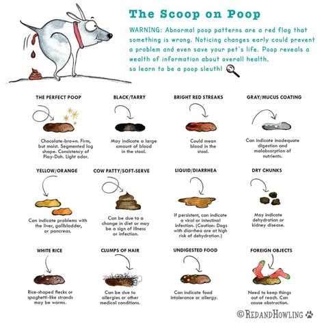Pin By Houston Dog Behavior And Train On Infographics Dogs Pooping