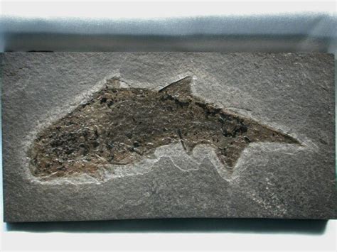 Devonian Fossil Fish Climatius