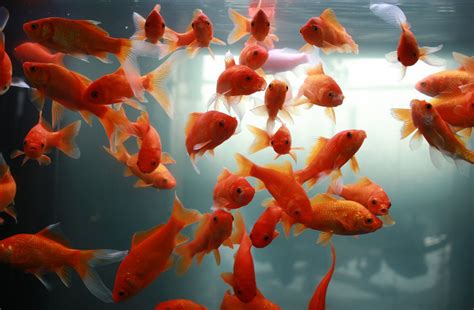 Discarded Pet Goldfish Are Multiplying Bulking Up In The Wild