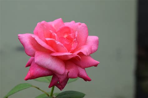 Rose Pink Flower Free Photo On Pixabay