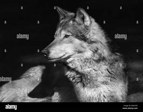 Portrait Of A Lying Steppe Wolf Close Up On An Isolated Black