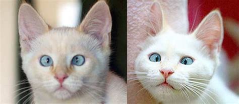 Why Do Siamese Have Crossed Eyes Welland Animal Hospital