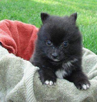 One look is all it takes for these adorable are you ready to begin your search among our teacup puppies for adoption? Teacup Pomeranian Puppies For Adoption(looking For A New Home)
