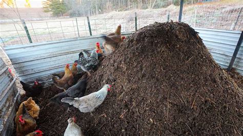 4 Easy Steps To Compost Chicken Manure