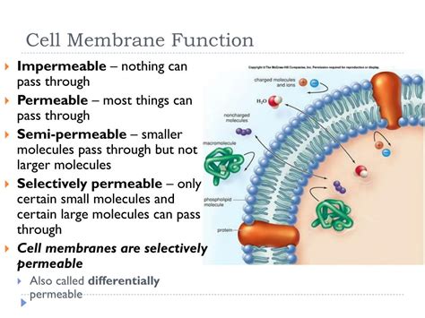 Cell Membrane Function Ency