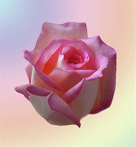 Carols Rose Gradient Photograph By Bill Cain Fine Art America