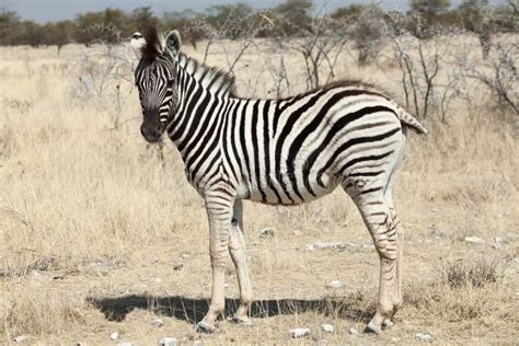 Little Zebra Portrait Namibia Stock Photo Image Of Mother Black